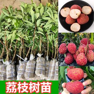 荔枝树苗无核荔枝妃子笑荔枝桂味荔枝糯米滋荔枝王嫁接南方种果苗