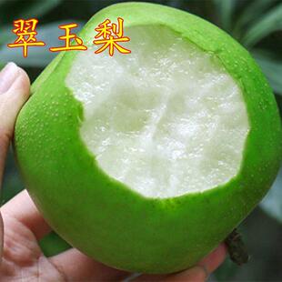 早熟梨新品种翠玉梨 518梨树苗 嫁接梨苗 翡翠梨树苗当年结果