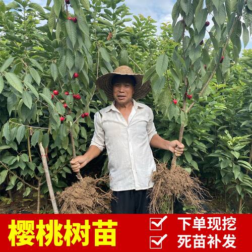 嫁接大樱桃树苗带土带叶车厘子樱桃苗南方北方种植果树苗盆栽地栽