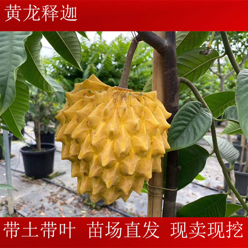 泰国黄龙释迦苗台湾凤梨释迦苗嫁接释迦果苗番鬼荔枝树苗盆栽地栽图片