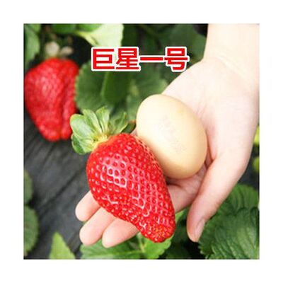 四季草莓苗南北方阳台种植果树苗奶油红颜草莓种苗秧盆栽当年结果