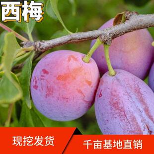 西梅苗树苗南北方庭院地栽种植果苗阳台盆栽嫁接果树当面结果果树