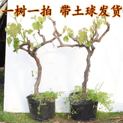 巨峰葡萄树果苗庭院种植地栽爬藤特大果树盆栽南北方种植当年结果