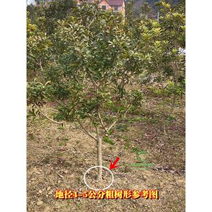 浙江嫁接东魁黑炭杨梅树苗活苗耐寒南方种植特大果树苗当年东槐苗