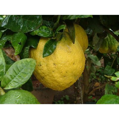 香橼树苗 香橼苗 香泡树苗 南北方种植盆栽地栽果树苗当年结果