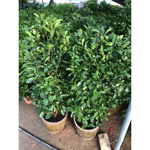 金桔树四季桔观赏小金橘树苗室内盆栽花卉金钱橘果树带果