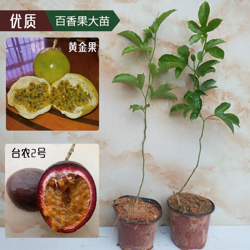 黄金果百香果苗爬藤盆栽满天星果树四季南方种植当年结果大苗带果图片