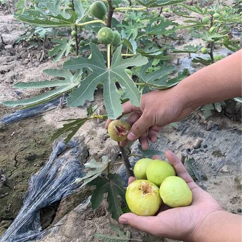 巨型无花果苗波姬红青皮金傲芬无花果苗树地栽盆栽特大当年结果苗