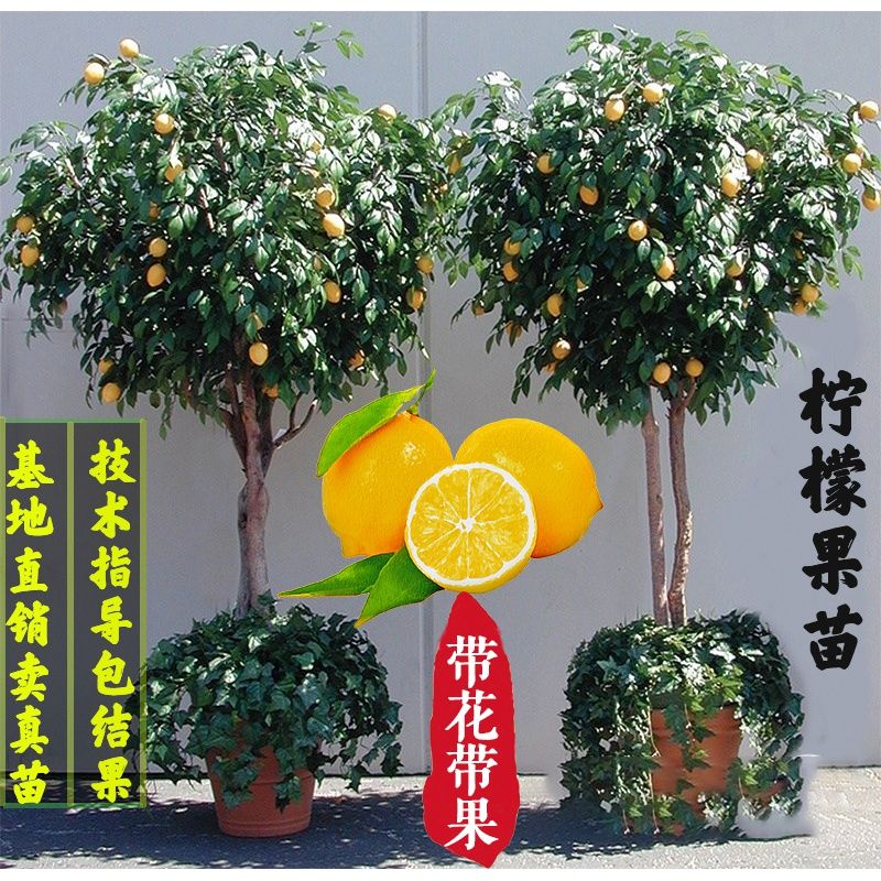 四季香水柠檬苗树苗带果盆栽室内外绿植小柠檬树庭院无核食用果树图片