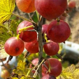 灯笼果树苗红绿醋栗苗南北方庭院盆栽四季易活当年结果山野果树苗