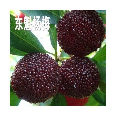 浙江嫁接杨梅苗树苗东魁荸荠水晶晚稻黑炭南北方种植盆地栽苗特大图片