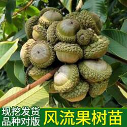 新品种风流果树苗四季盆栽马古厚鳞柯树增掉藤树苗龟头子当年结果
