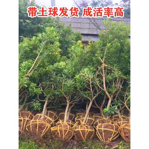 浙江仙居东魁杨梅树树苗东槐带土盆地栽植物水果树南北方种植特大