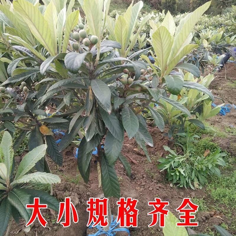 洞庭苏州东山白玉枇杷苗白沙枇杷苗枇杷树苗当年结果果树苗图片
