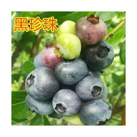 蓝莓苗盆栽地栽当年结果苗南北方庭院阳台种植蓝莓树苗蓝莓果树苗