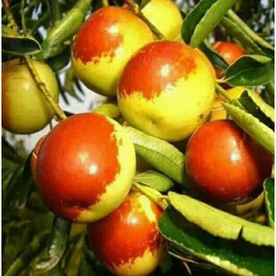 枣树苗   伏脆蜜金丝新四号   上海花花公子威海店 果苗品牌店铺