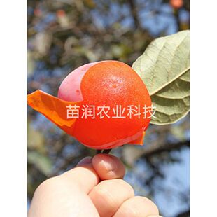 正宗陕西临潼火晶柿子树苗嫁接柿子苗水晶软柿子全国种植当年结果
