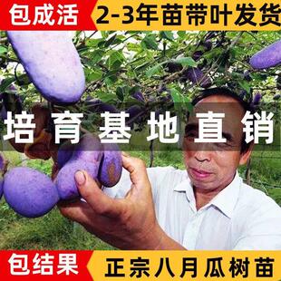 八月瓜树苗九月黄8月瓜苗果树苗八月炸果苗当年结果嫁接种苗