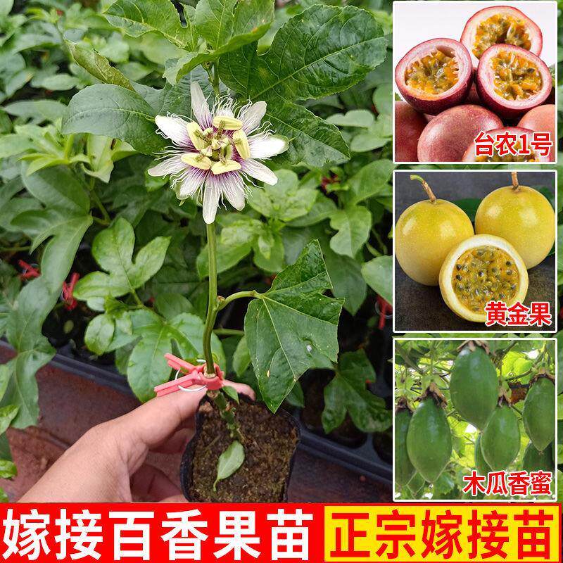 百香果苗树苗黄金果满天星紫香一号当年结果西番莲四季果树苗带泥图片