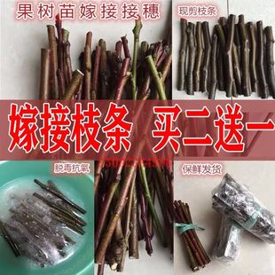 嫁接砧木果树苖无花果李子苹果山楂柿子樱桃树石榴苖嫁接扦插枝条