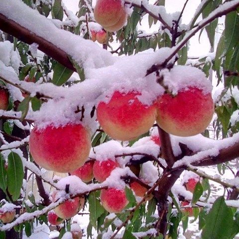 新品种雪桃王二号嫁接桃树苗晚熟桃树苗巨型冬桃树苗中华特大桃王