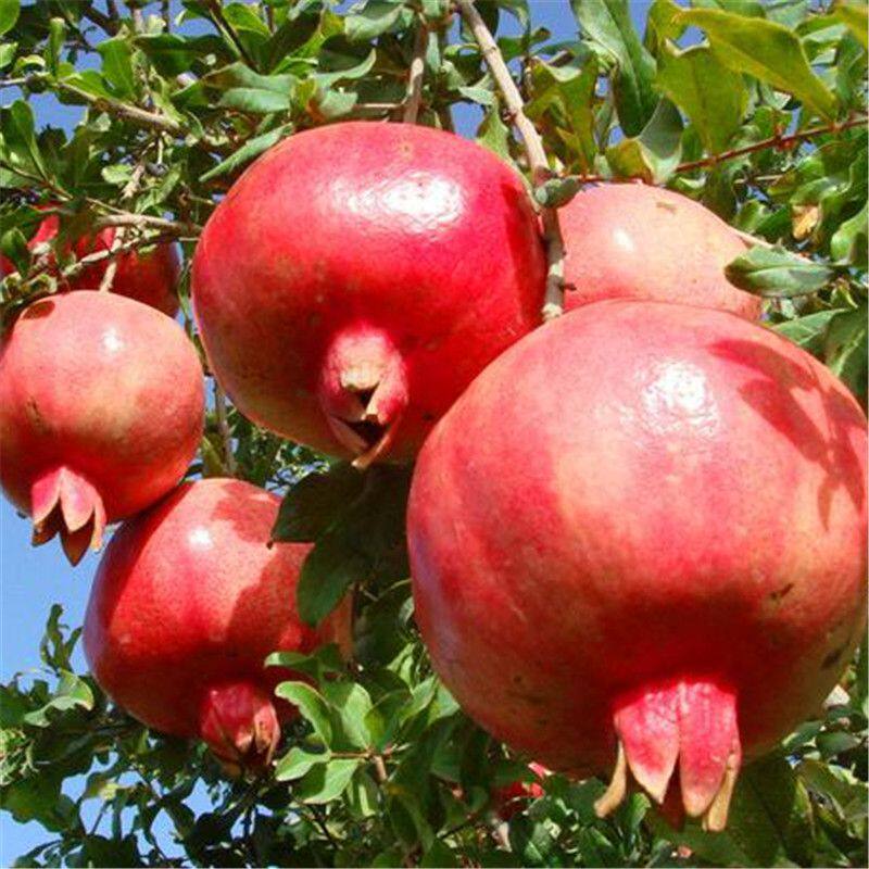 云南精选突尼斯软籽石榴新鲜包邮非会理蒙自番石榴红心石榴树树苗