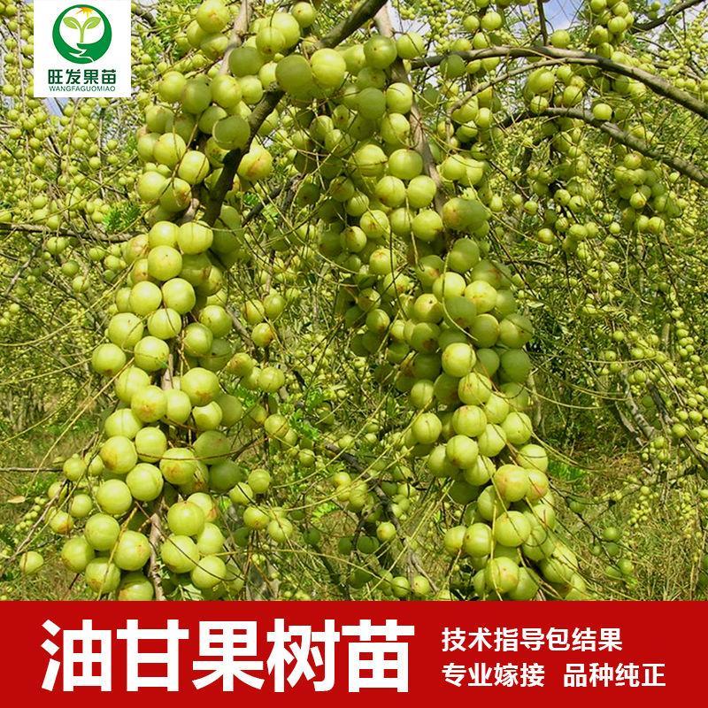 正宗嫁接油甘果苗大肉油甘果树苗 牛甘果苗油甘仔果树苗余甘果苗图片
