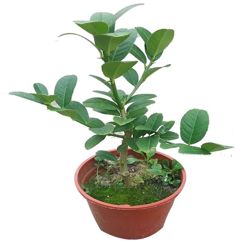 佛手苗广东盆栽佛手柑苗金佛手苗木香橼树苗药材用带土果苗包邮图片