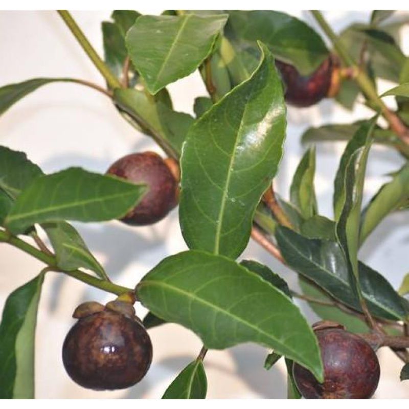 山竹果树苗山楂苗南北方种植释迦广西包邮牛油果苗当年杏树苗带果