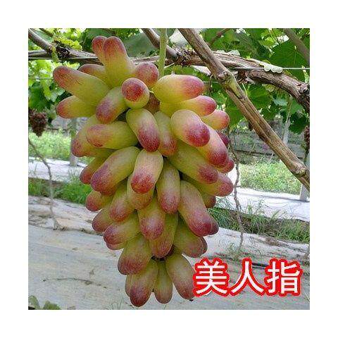 巨峰葡萄树苖大苗果树果苗爬藤树苗葡萄南北方种植当年结果葡萄苗