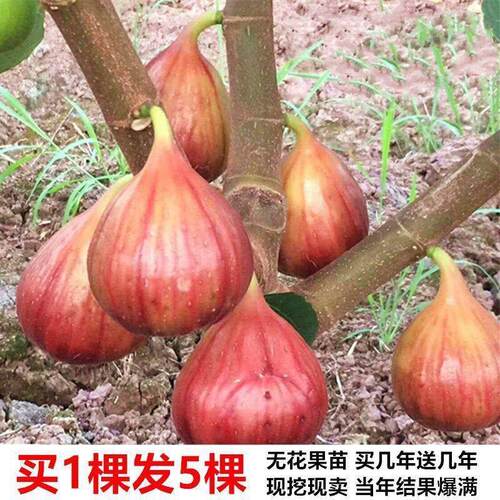 无花果苗盆栽四季特大果树苗当年结果南方北方种植地栽无花果树苗
