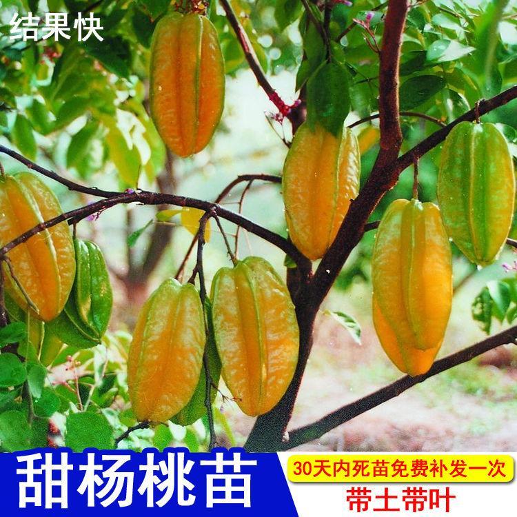 四季杨桃树苗果树台湾甜南方种植当年结果苗酸盆栽嫁接红杨桃苗图片