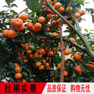 沙糖桔果树果苗南北方地栽当年挂果桔子树橙子盆栽金桔丑橘子树苗
