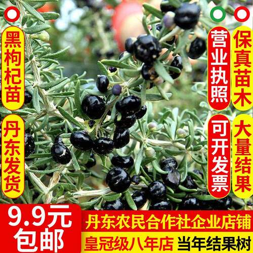 黑枸杞苗盆栽地栽果树苗南方北方四季种植水果苗宁夏野生红枸杞树
