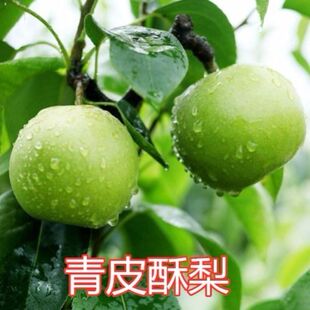 嫁接梨树苗砀山青皮酥梨树苗翠玉梨子苗青皮早酥梨苗南北方种植