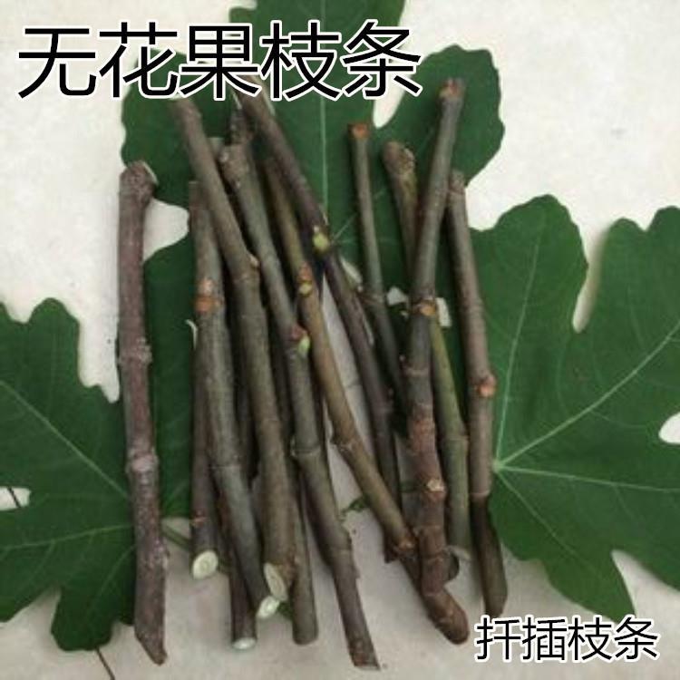 无花果扦插枝条果树苗嫁接枝条新品种波姬红无花果苗鲜活扦插枝条图片