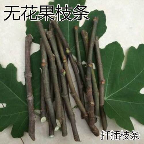 无花果扦插枝条果树苗嫁接枝条新品种波姬红无花果苗鲜活扦插枝条