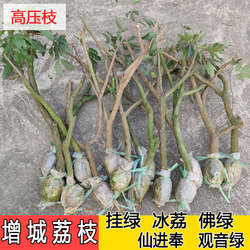 广州增城荔枝树高压苗圈枝名贵果树挂绿仙进奉冰荔观音绿带土球