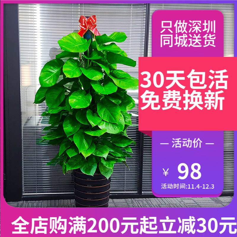 深圳大叶绿萝柱适合客厅办公室内吸甲醛净化空气植物盆栽新品促销