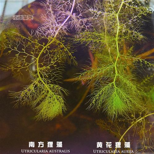 黄花狸藻小虫草堂南方丝叶水生捕蚊子幼虫水蚤食虫植物水培食虫草