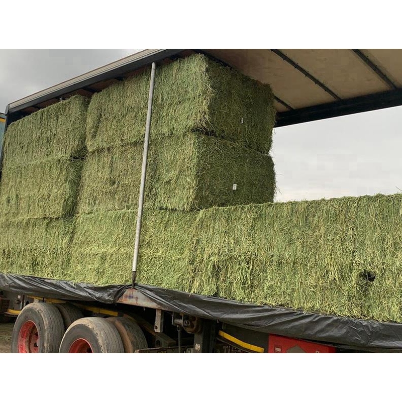 美國進口優質苜蓿草干草