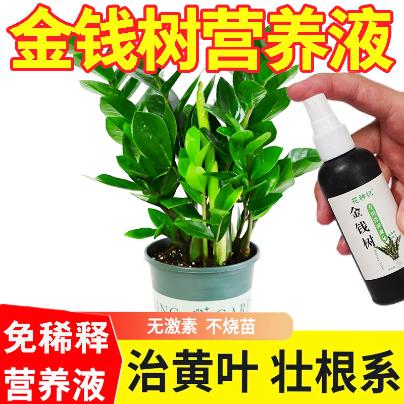 免稀释发财树专用营养液花肥料