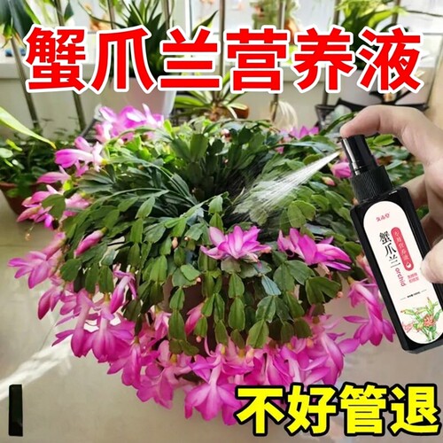 蟹爪兰专用营养液蟹爪兰开花