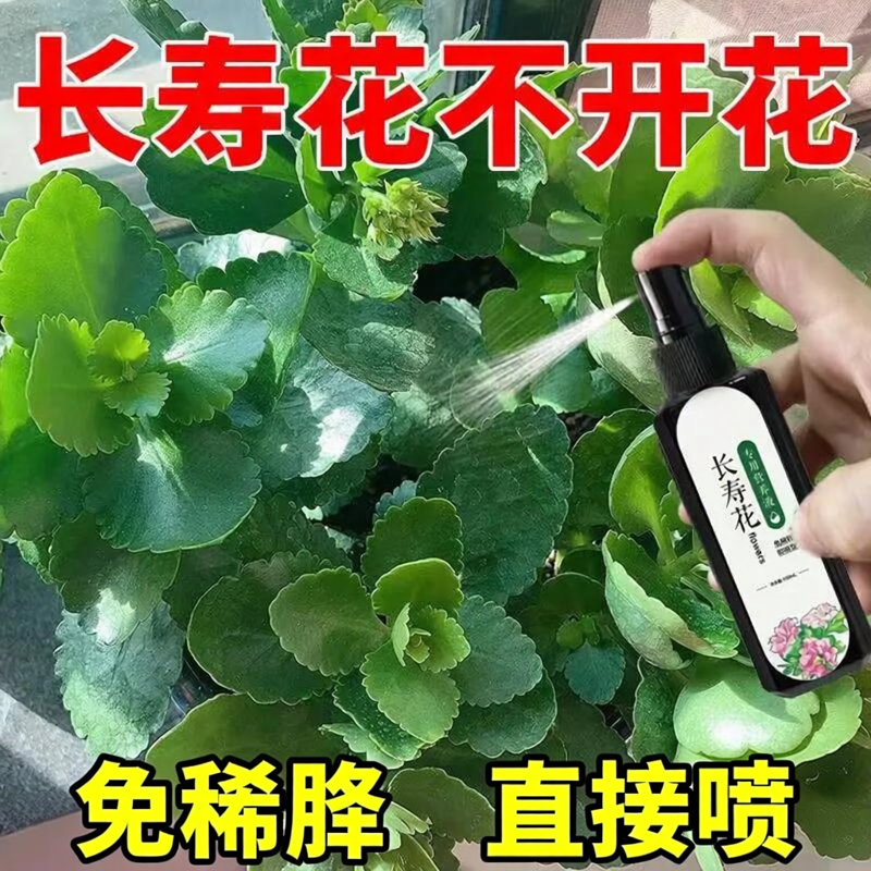 长寿花营养液催花生长液