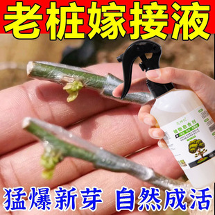 嫁接专用液植物盆景花卉伤口剪口防护愈合剂树木嫁接促活液愈合剂