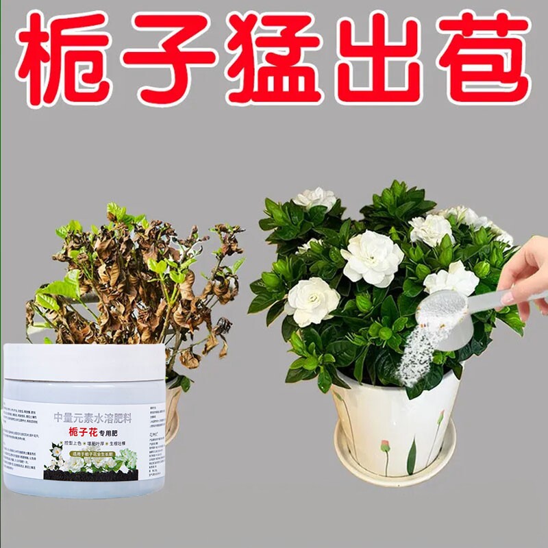 栀子花专用肥料急救黄叶掉叶掉花