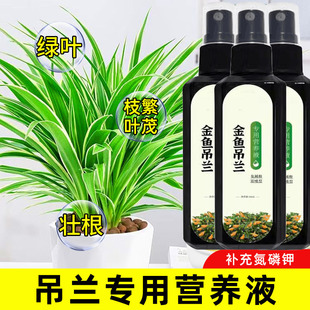 金边吊兰专用营养液花肥水培金鱼吊兰专用肥料黄叶焦尖液体水溶肥
