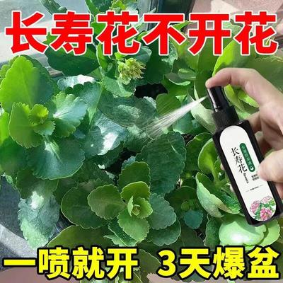 长寿花营养液催花生长液强效治叶子发黄不开花专用促花增绿肥料