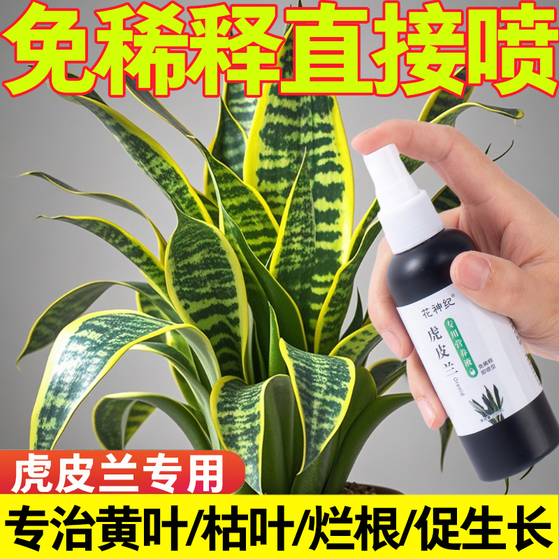 虎皮兰怎么养专用营养液