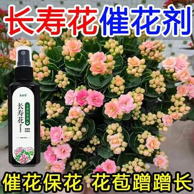 长寿花专用肥催花苞催开花增色增艳延长花期盆栽花卉免稀释营养液